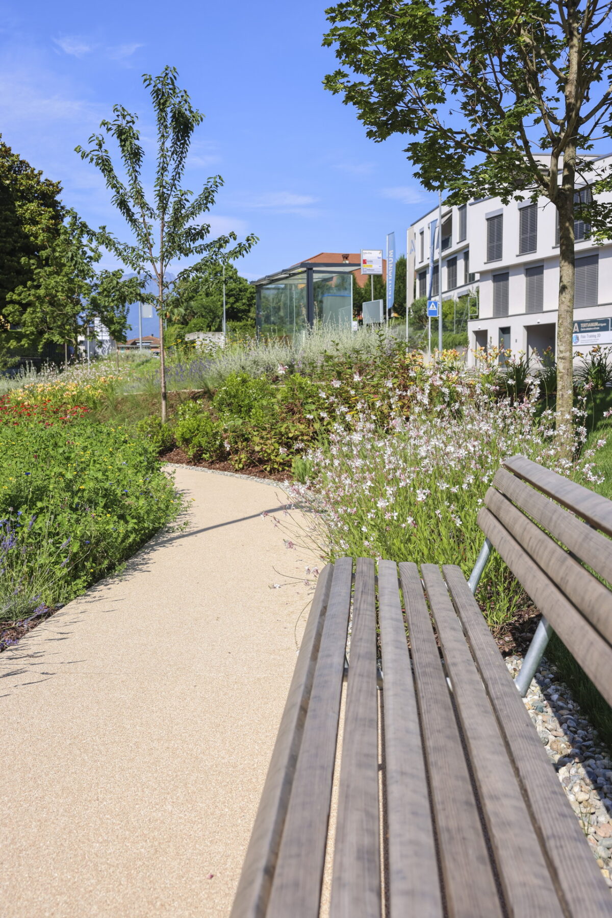 Bench and pathway with greenery